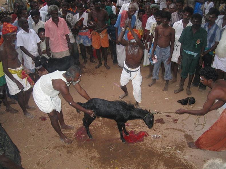 Ritual animal sacrifice: Cruelty or godly?