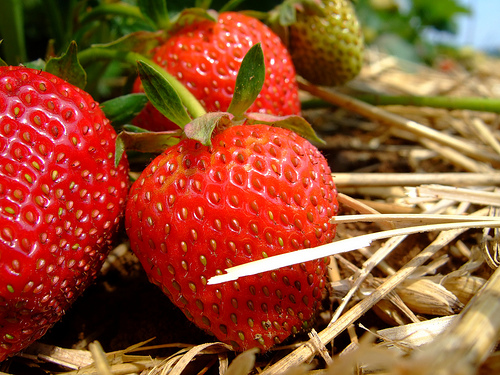strawberry-field