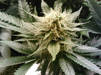 Cannabis: Buds bad, leaves good