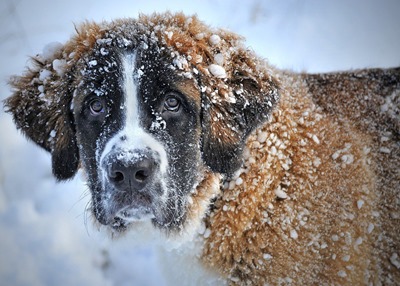 A big win for all the amazing Desi dogs & strays out there: Pet pooch commercial imports banned