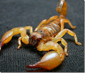 Hyderabadi scorpion biryani