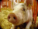 pig_flickr_thepugfather_thumb