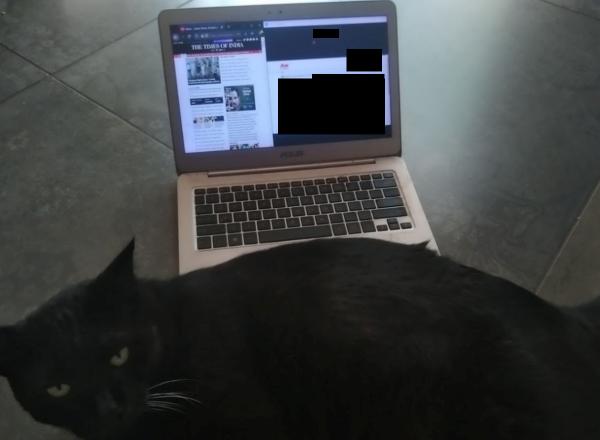 Unfortunately, this cat was of precious little help in cracking the NLAT via Zoom